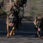 Binomios de perros de guerra del Ejército Argentino avanzando durante un ejercicio de entrenamiento