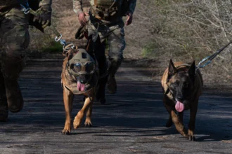 Binomios de perros de guerra del Ejército Argentino avanzando durante un ejercicio de entrenamiento